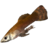 SR-icon-ingredient-Histcarp.png